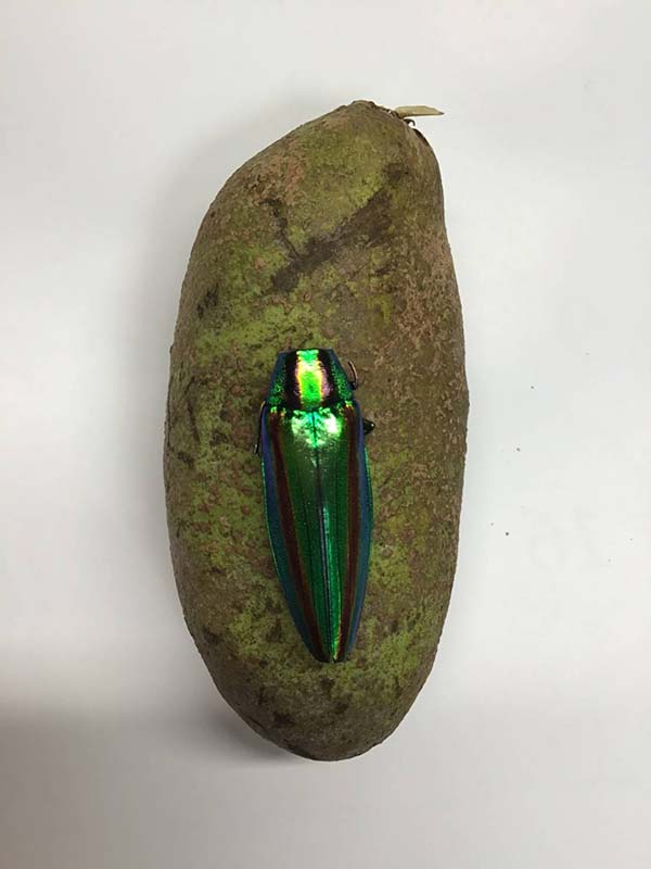 15.途中に見つけたタマムシ