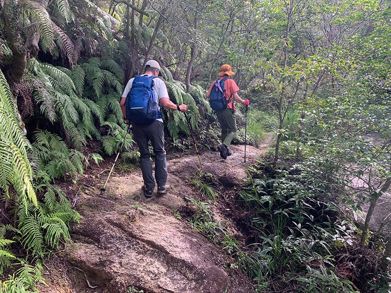 3.ジェラシックパークのようなシダの森を抜ける