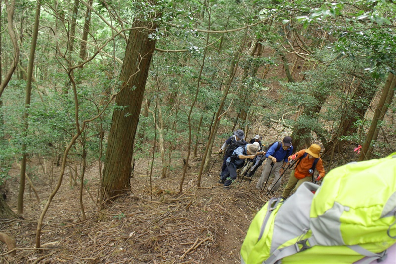 2.植林帯の急登を行く