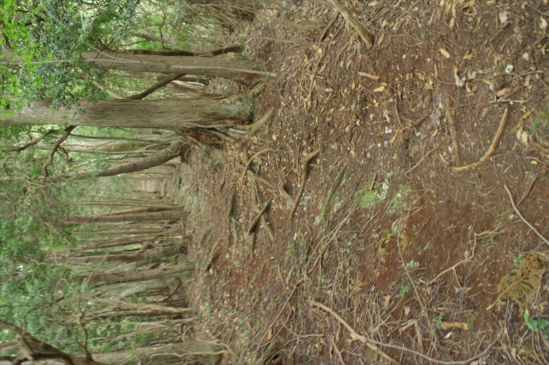 3.植林帯の急登は続く