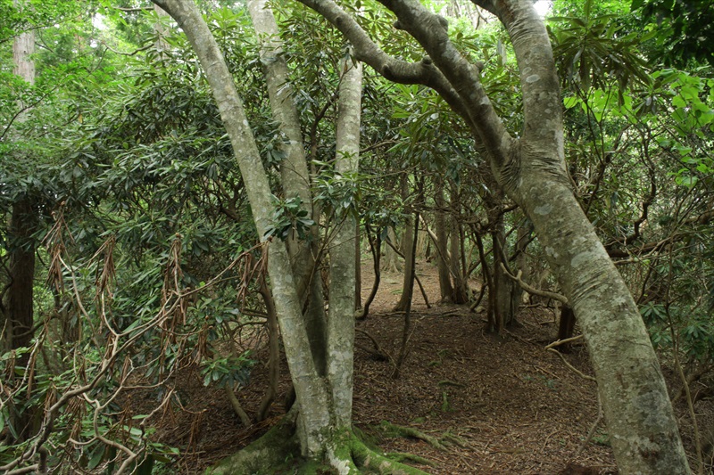 4.シャクナゲのトンネル