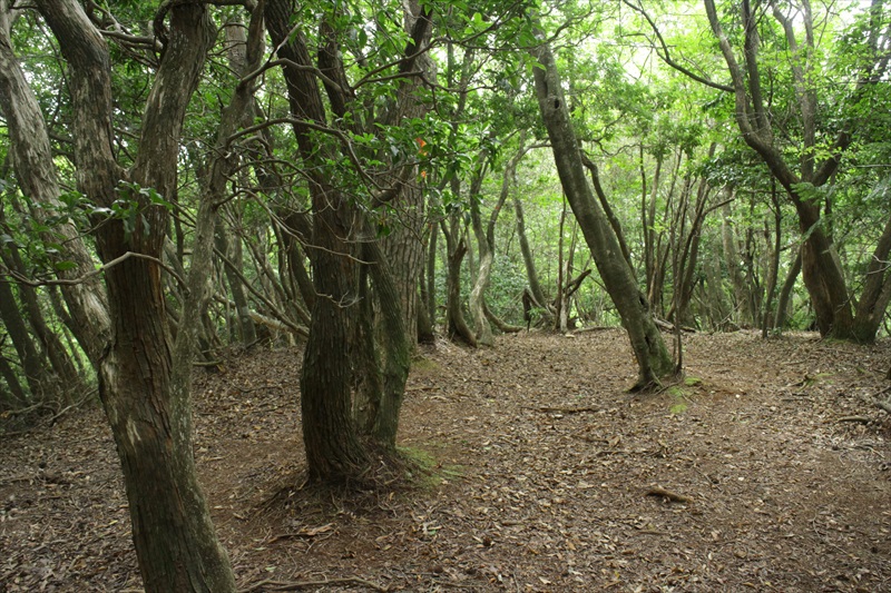 6.山頂から鞍馬へ急な下り