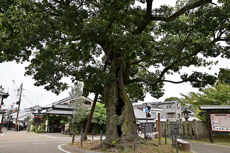 12.今井町 蘇武橋のエノキ