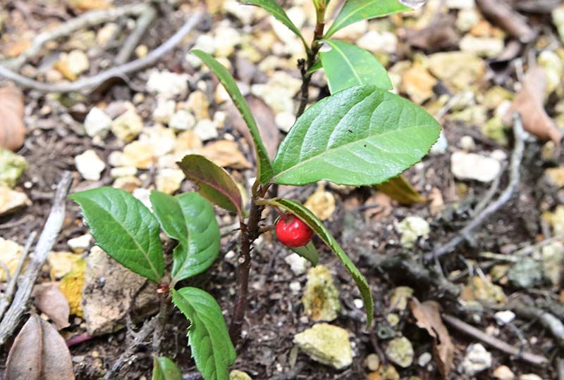 4.畝傍山　やぶこうじ