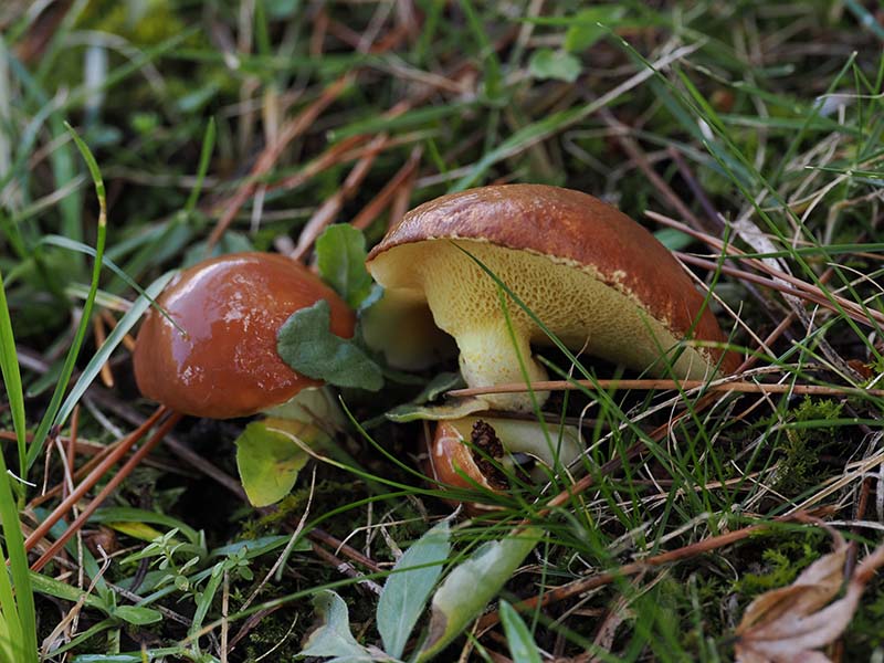 4.昨日の雨で一斉に出たチチアワタケ