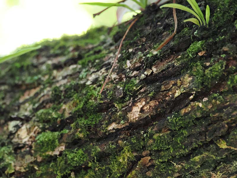 5.こんな形もキノコ、クスノキについたニクコウヤクタケ