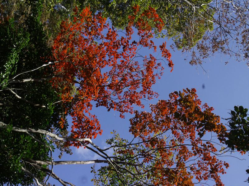 4.紅葉の先駆けはこの木だけだった