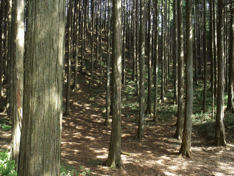 6.手入れされた美しい杉林