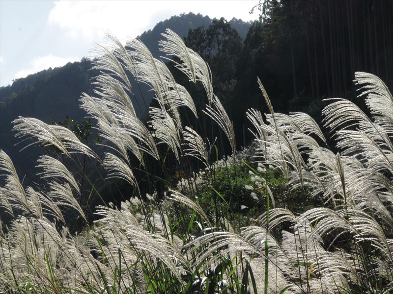 8.今が盛りのススキ、古知平付近