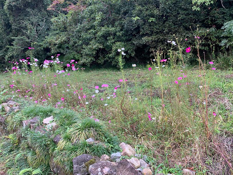 8.コスモスも見ごろ