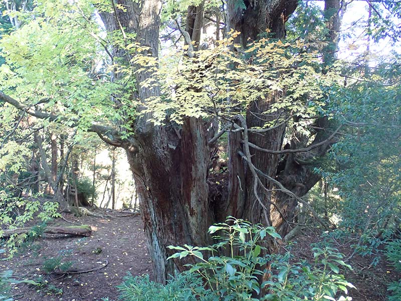 10.集合写真を撮った巨木を俯瞰で