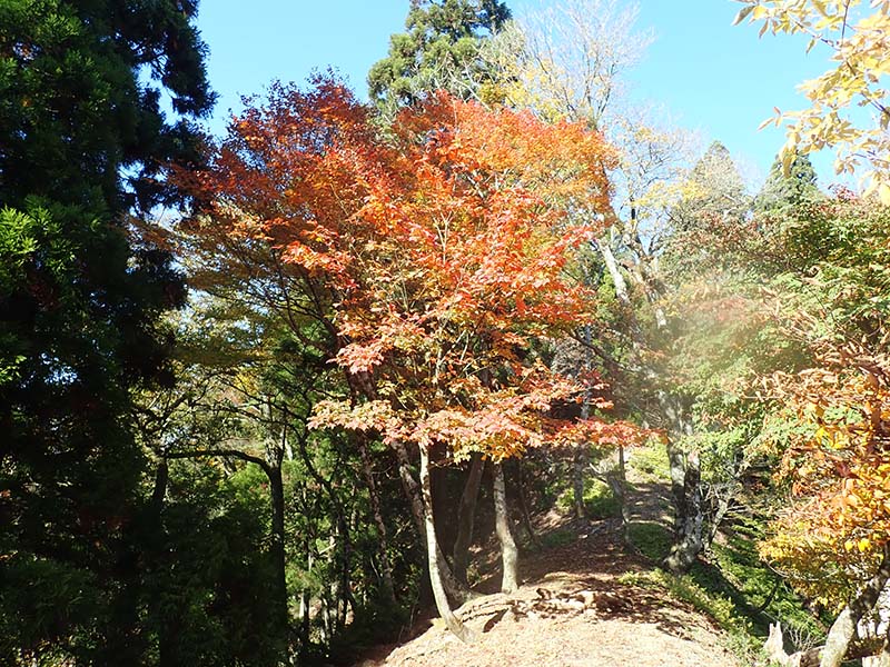 2.紅葉がきれいです