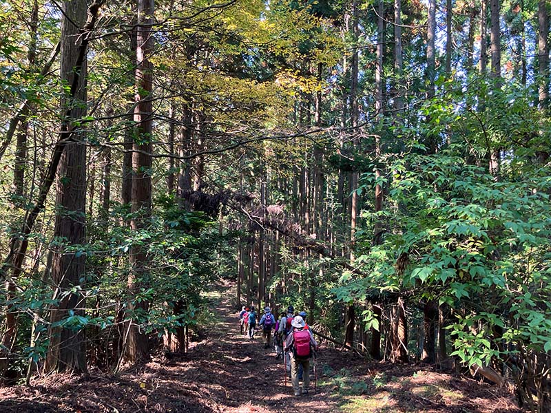 9.スギの小道を行く
