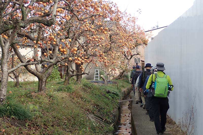 10.旧山陰道　柿の道