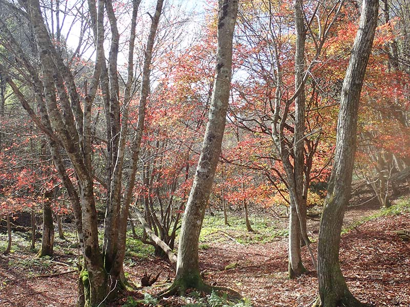 10.紅葉がきれい・新心荘の前