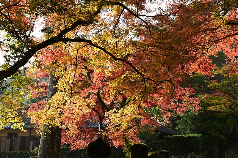 10.坂本　紅葉