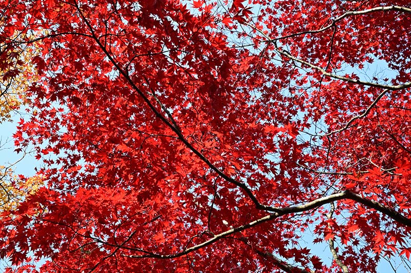 5.慰霊宝塔　紅葉