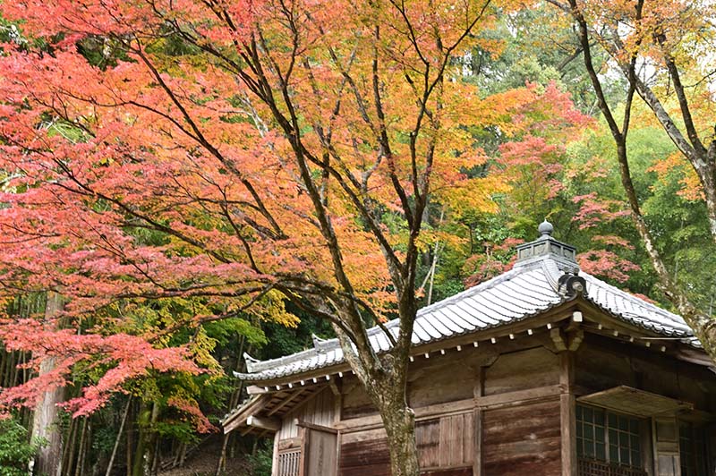 6.安楽律院　紅葉
