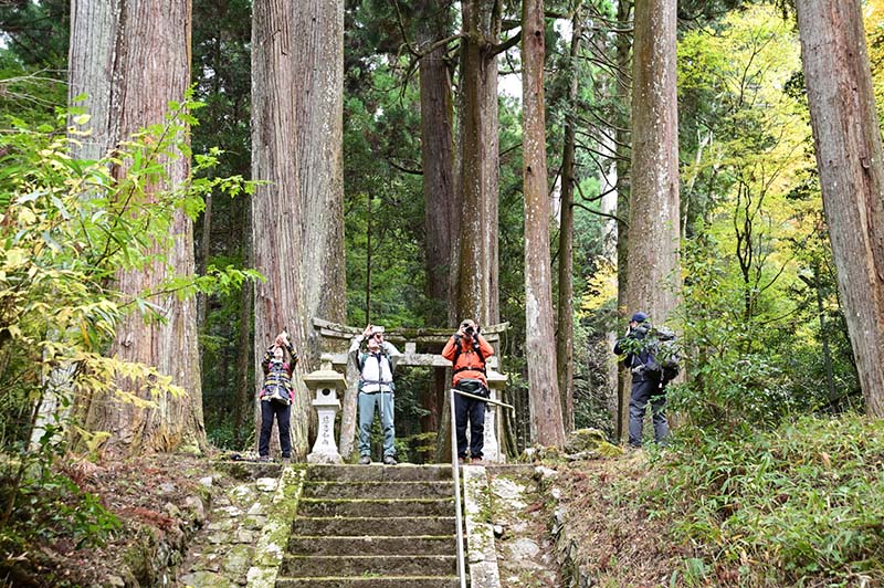 8.飯室谷の巨樹