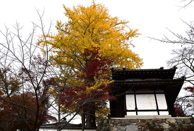 9.西教寺　大銀杏