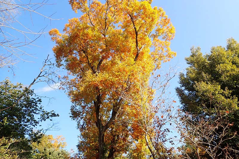 5.コナラの黄葉