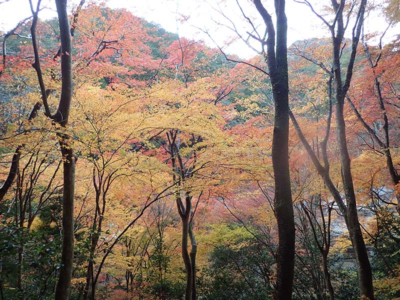 11.清滝のモミジその２