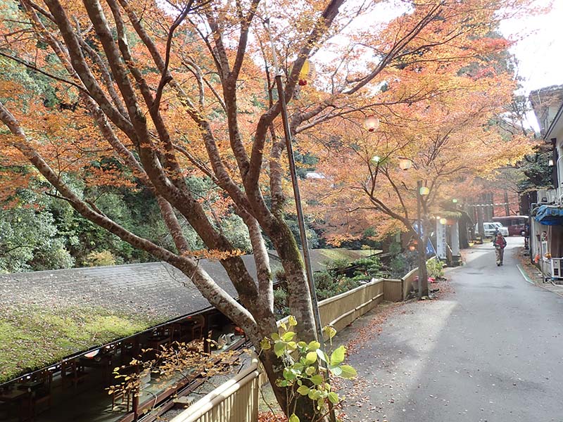 5.高雄のモミジその１