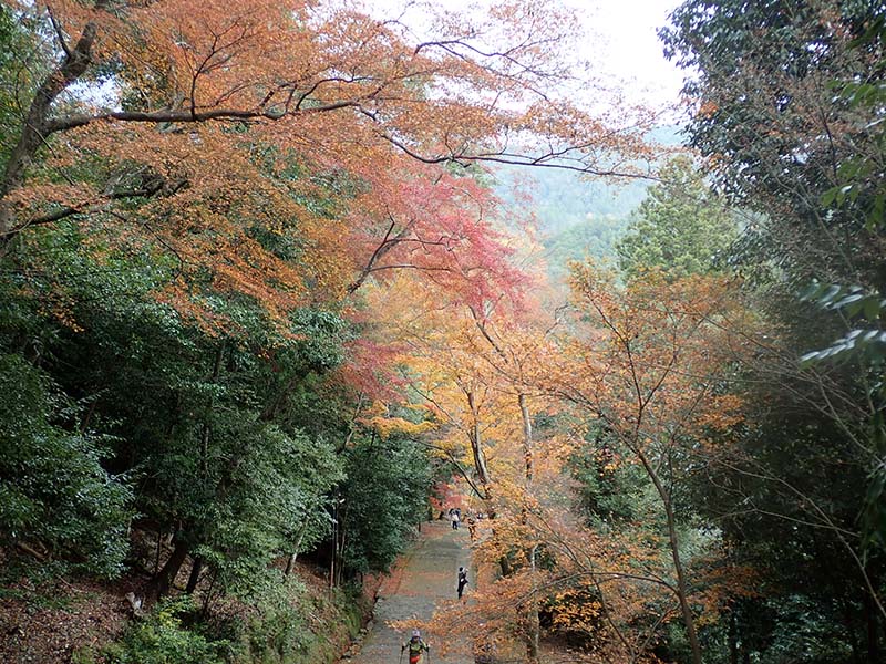 6.高雄のモミジその２