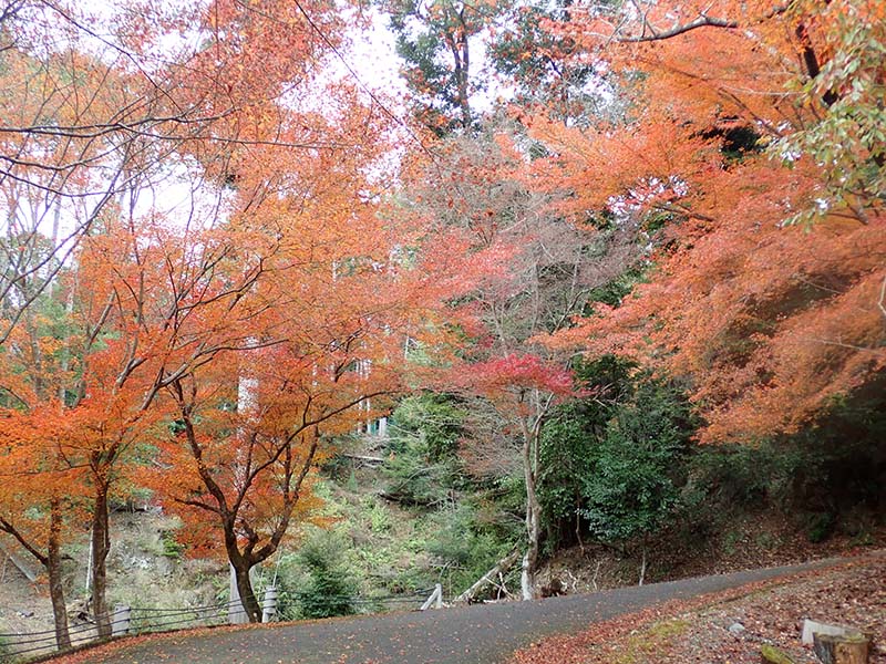 8.高雄のモミジその3