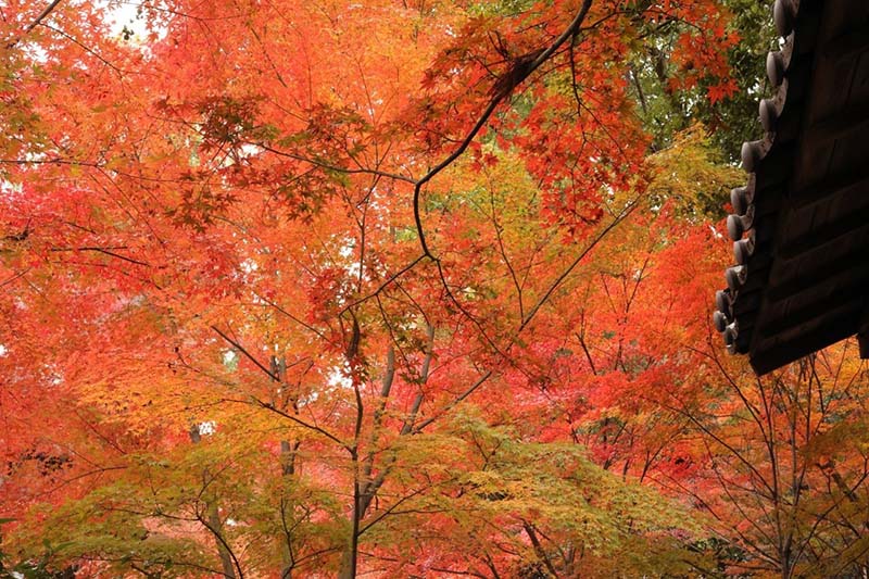 9.長岡天満宮のもみじ