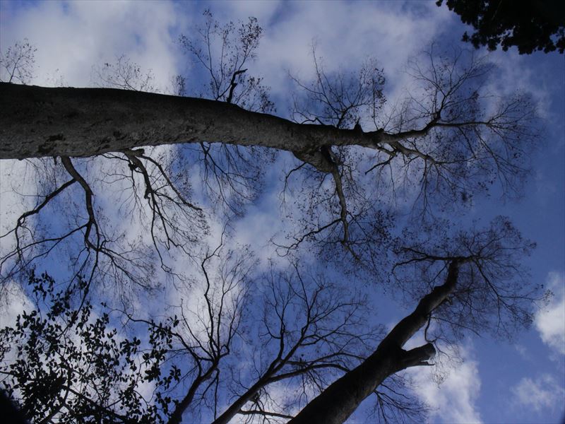 2.冬空にそびえるケヤキの高木