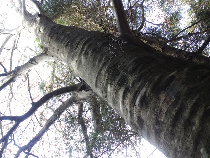 5.出会った巨大ブナ