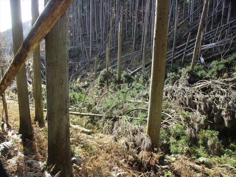 7.谷筋は倒木で埋まっている