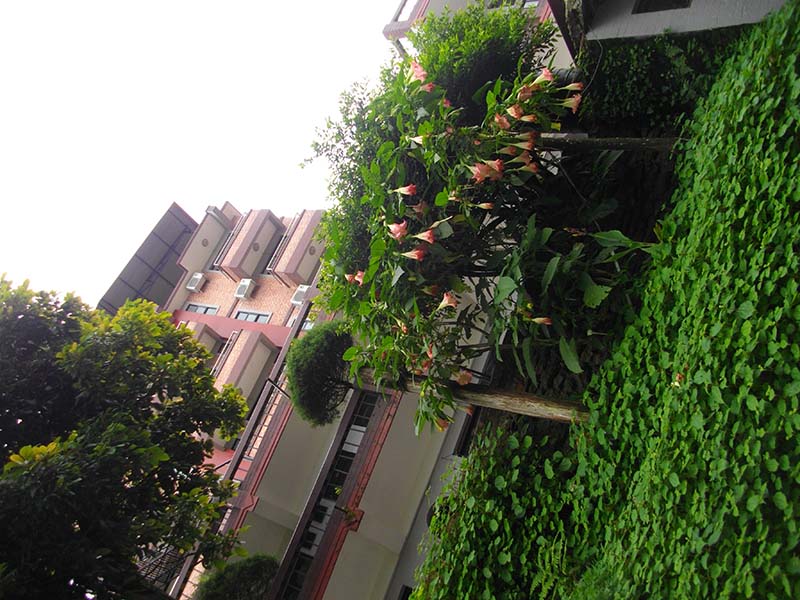 7.ナガルコットのホテルとエンゼルトランペット