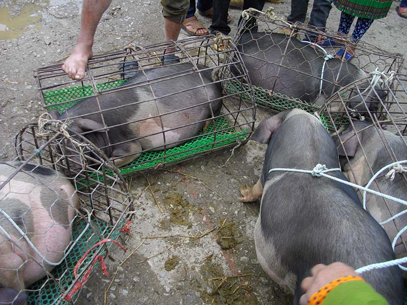 16.ドンバン日曜市