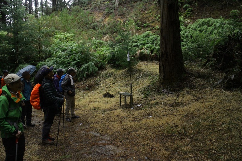 2.山道の途中に「ご神木？」