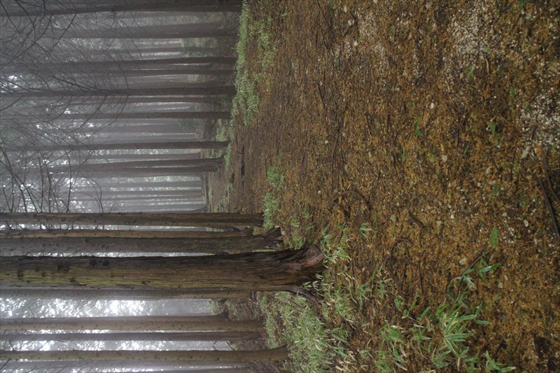 4.幻想的な雰囲気の杉林