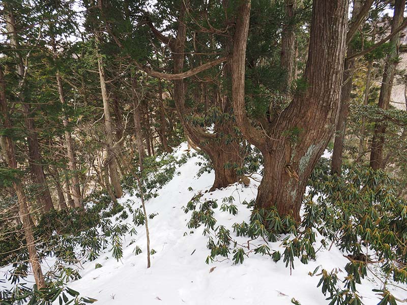 4.今年のシャクナゲは？