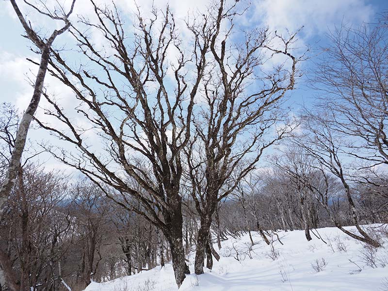 5.タコ足ミズナラ
