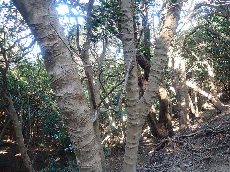 12.ヤブツバキの不思議な模様