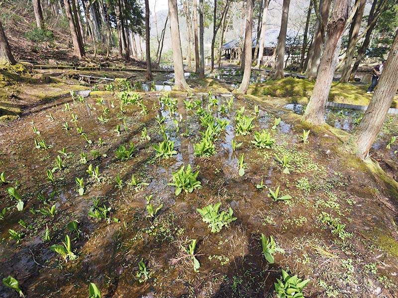 6.庭園のミズバショウ園