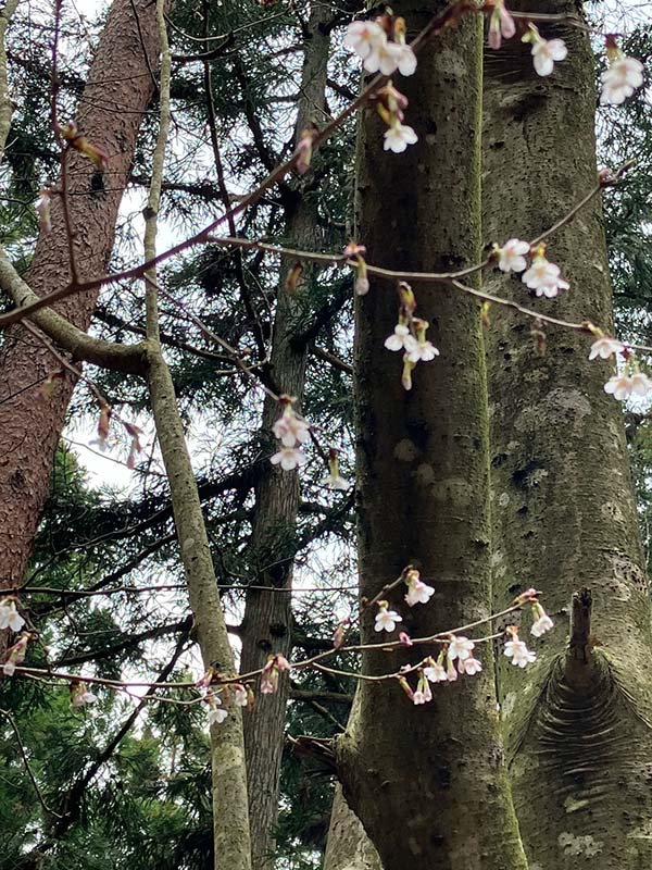 10.キンキマメザクラ