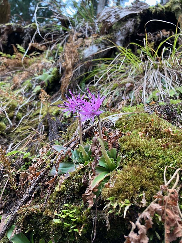 11.ショウジョウバカマ
