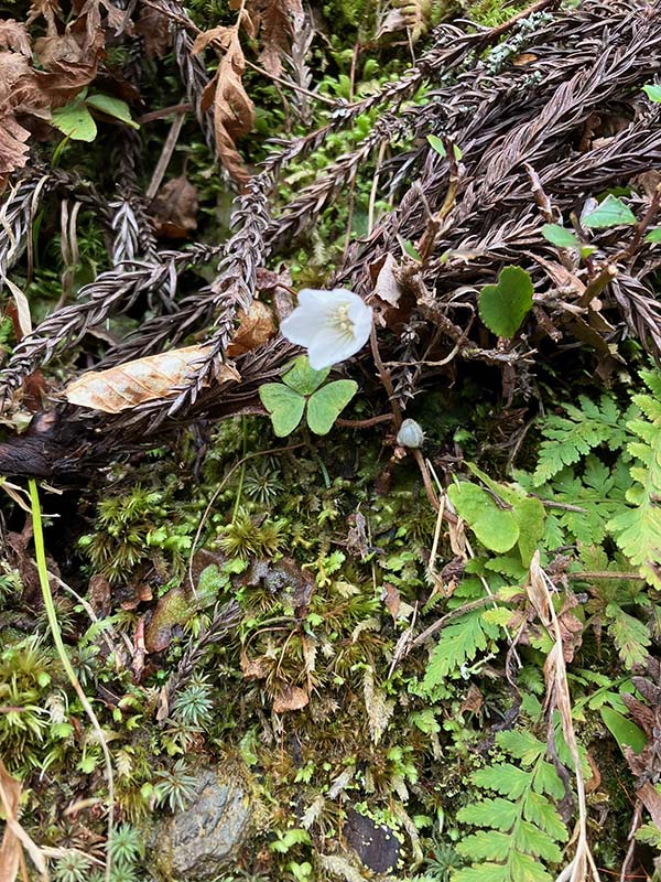 12.ミヤマカタバミ