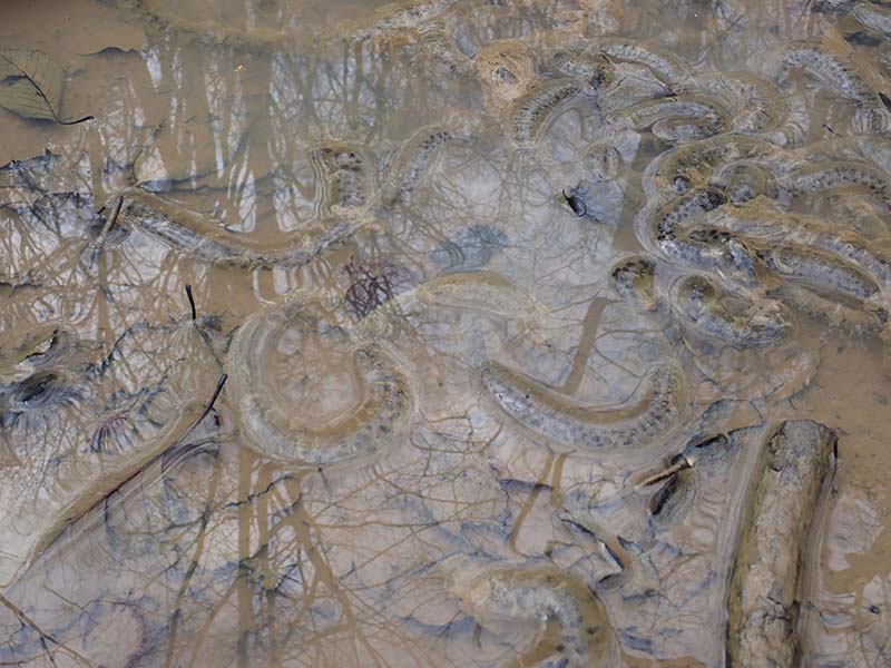 4.ヌタ場で生きるカエルの卵