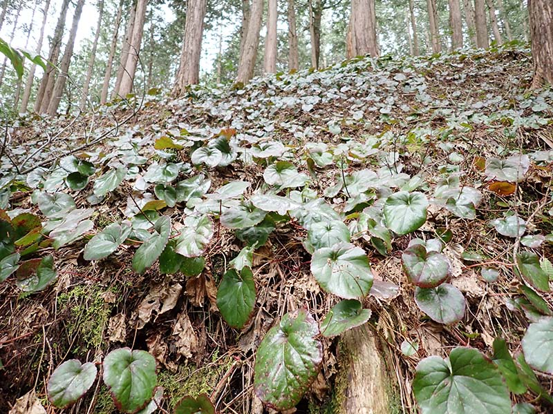 5.イワカガミ群生