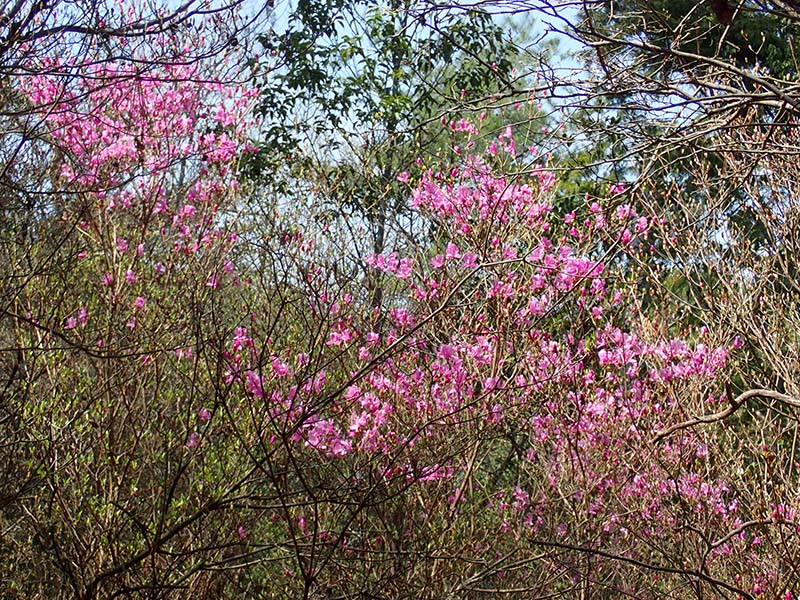 10.ミツバツツジも満開です