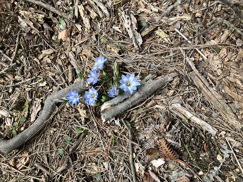 13.ハルリンドウ