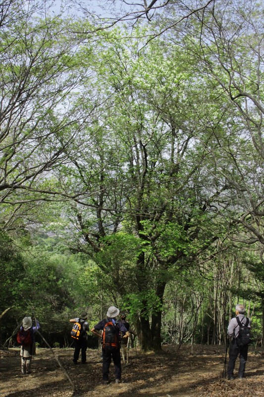 3.大きなウワミズザクラに花が咲いていた