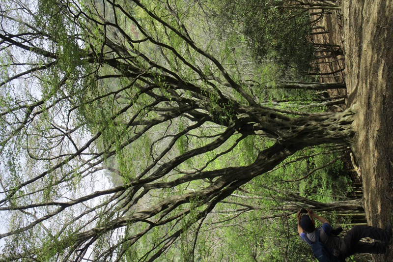 4.アカシデの大きな木、珍しい